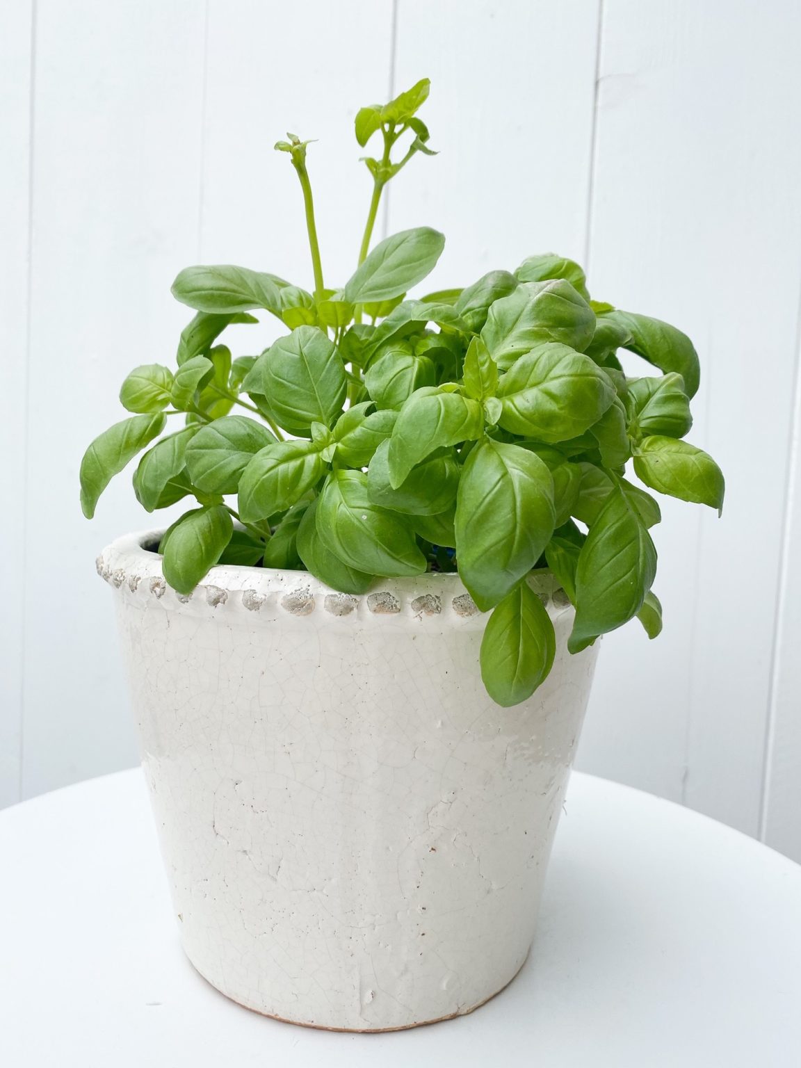 Schöne Ideen und Tipps für einen kleinen Kräutergarten