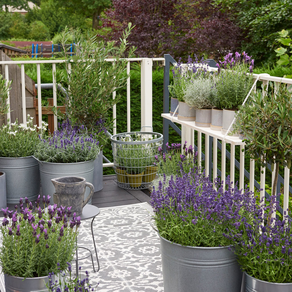 Lavendel in unterschiedlichen Größen