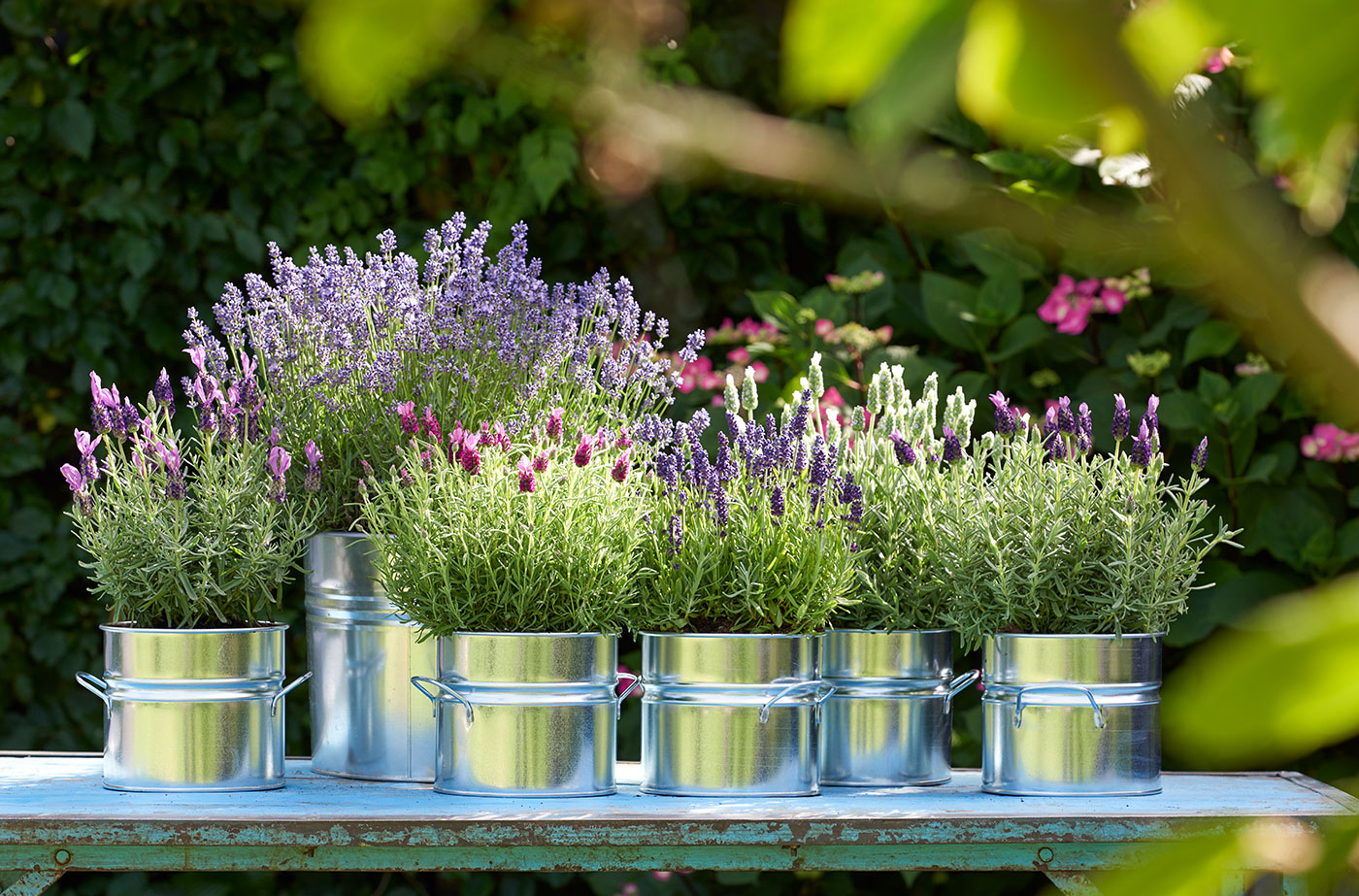 Lavendel in Töpfen