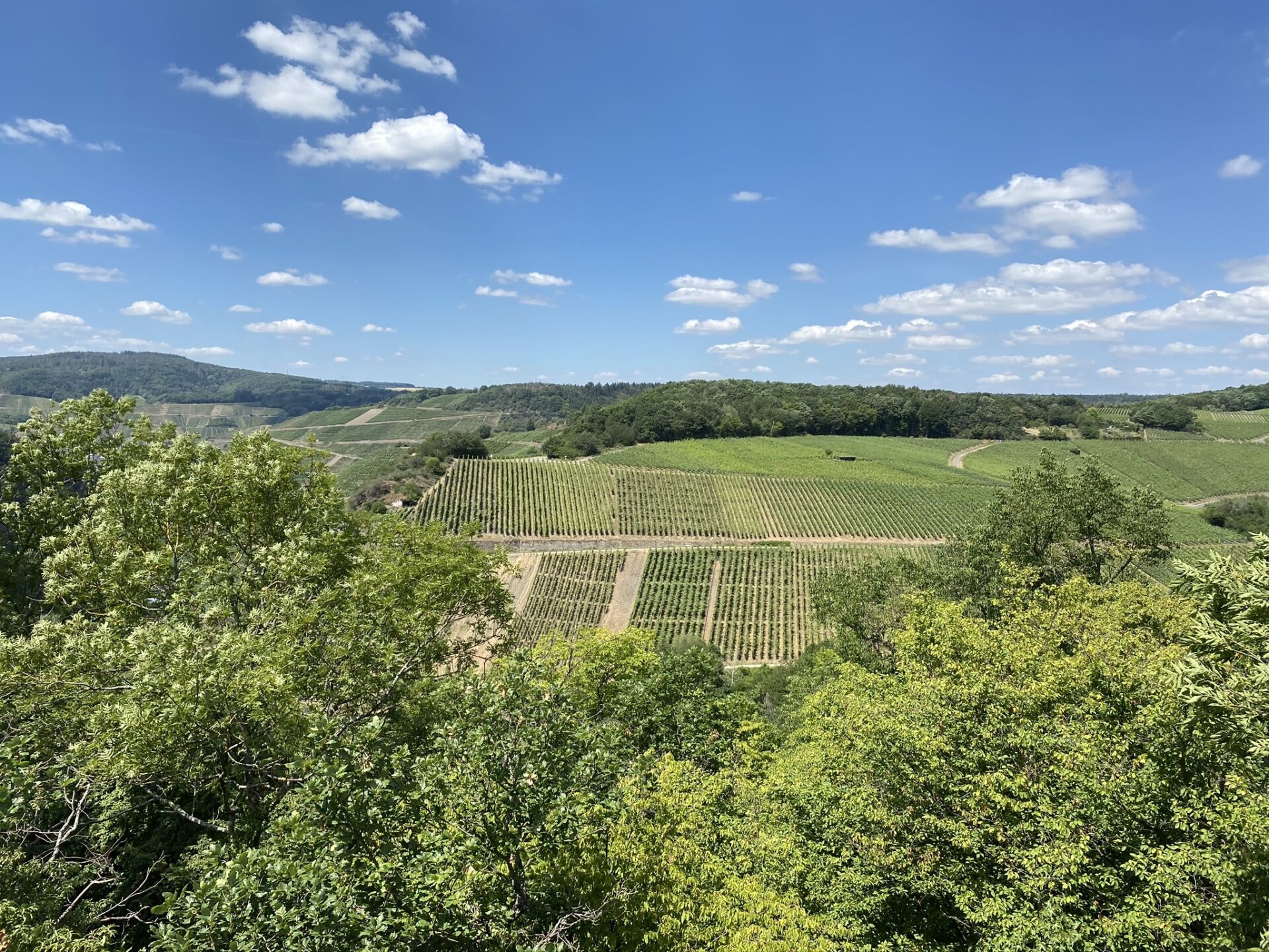 Weinberge am Rotweinwanderweg