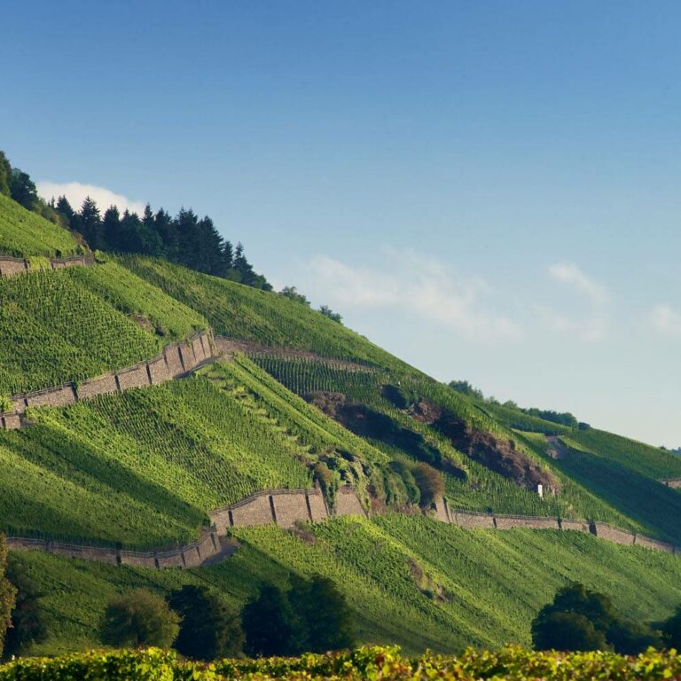 Weinberge an der Mosel