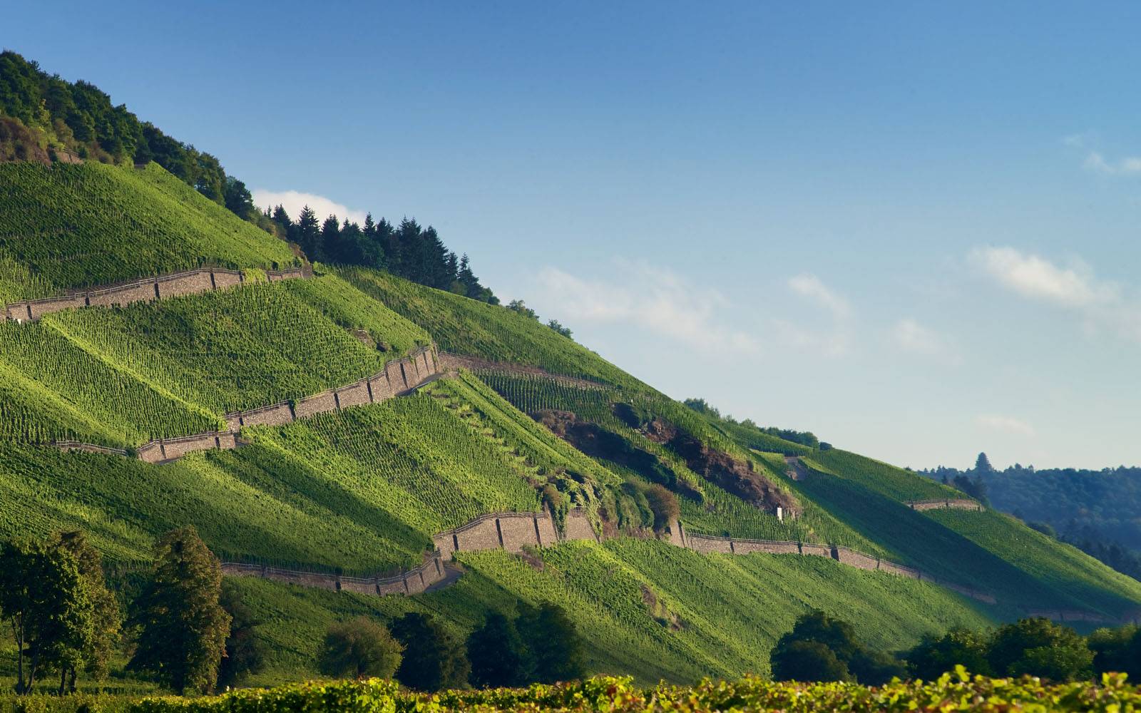 Weinberge an der Mosel